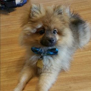 Meet your Posher, Trinh